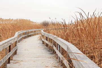 Boardwalk among marsh reeds in autumn