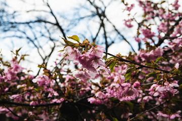 林業試験場樹木園の河津桜
