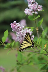 Tiger Swallowtail butterfly on lilac flowers