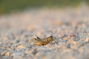 Grasshopper on white limestone
