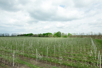 Obraz premium Beautiful fruit garden in nature, young apple orchard with blooming flowers