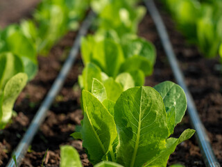 Close up Side view of raws fresh green lettuce salad in organic green house farm