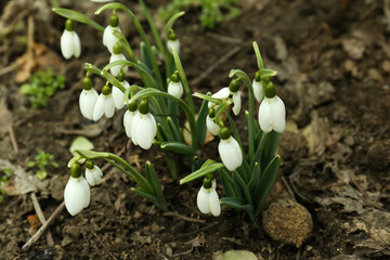 Fresh blooming snowdrop flowers growing in soil outdoors, above view