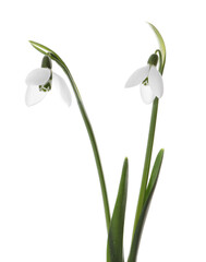 Beautiful snowdrops on white background. Spring flowers