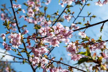 林業試験場樹木園の河津桜