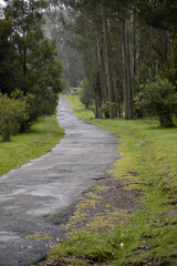 a long cement road with several leafy trees around it, nature in a beautiful park place to do physical activity and relax