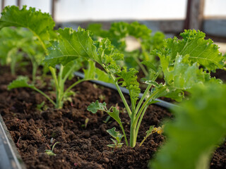 side view of fresh green curly salad in bio organic green house