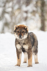 Profile Portrait of an Shikoku puppy standing in winter. Shikoku ken puppy. Kochi-ken dog
