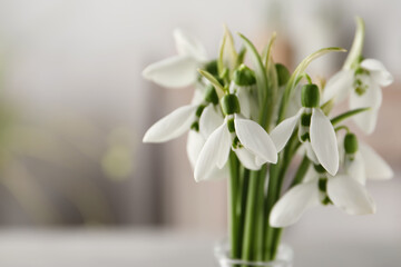 Beautiful snowdrop flowers on blurred background, closeup. Space for text