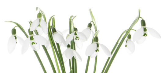 Fototapeta na wymiar Beautiful snowdrops isolated on white. Spring flowers