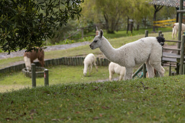Obraz premium several white llamas around a farm on a sunny day, rural life with nature