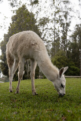an adorable white llama eating grass, in the background are trees, farm on a sunny day with animals