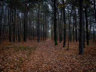 Lonely road into deep and dark forest. Mystical atmosphere in this beautiful nature temple in Czech Republic.