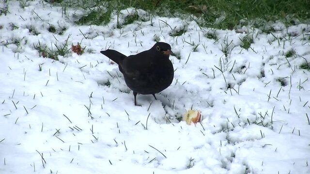 Im Schnee piekt eine Schwarzdrossel an einer Apfelspalte