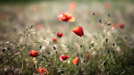 Fototapeta premium poppies in the field