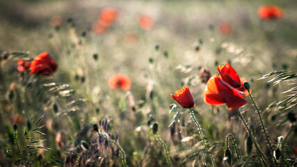 poppies in the field