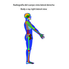 Esqueleto humano radiografía del cuerpo vista lateral derecha