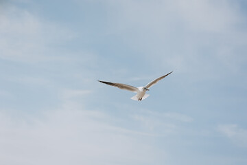 Fototapeta premium A beautiful white lone seagull flies against the blue sky, soaring above the clouds on a sunny day. Photo of a bird.