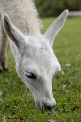 details of the face of a llama that is eating grass in the day, mammalian animal