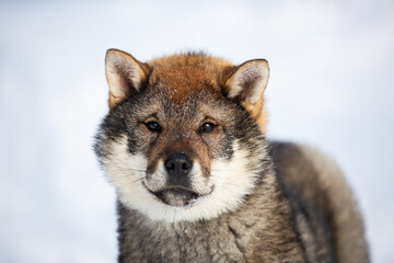 Close-up Portrait of an Shikoku puppy in winter. Shikoku ken puppy. Kochi-ken dog