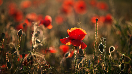 red poppy field