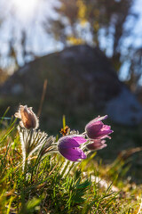 Pasque flowers in backlight on a meadow in early spring