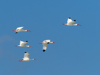 A flock of white Ibises flying in a blue sky