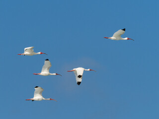 A flock of white Ibises flying in a blue sky