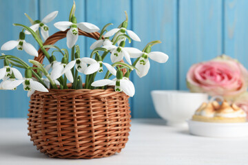 Beautiful snowdrops in wicker basket on white wooden table. Space for text
