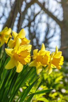 Fototapeta Close up of wild flowers Daffodils in bloom at spring