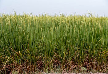 The heaps of rice grow light green ears near harvest.