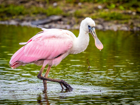 Roseate Spoonbill in river water at Myakka River State park in Sarasota Florida USA - Powered by Adobe