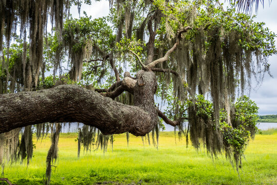 Live Oak tree branch with Spanish Moss with yellow green spring field in background at Myakka River State Park in Saraosta Florida USA