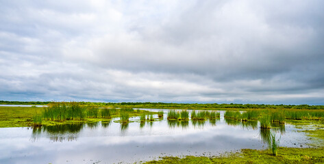 Wetland at edge of Upper Myakka Lake in Myakks River State P{ark in Sarasota Florida USA