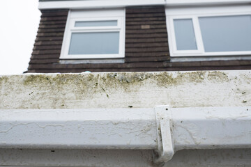 Dirty clogged white plastic pvc gutters and drain pipes with mossy green mould on plastic fascias. ...