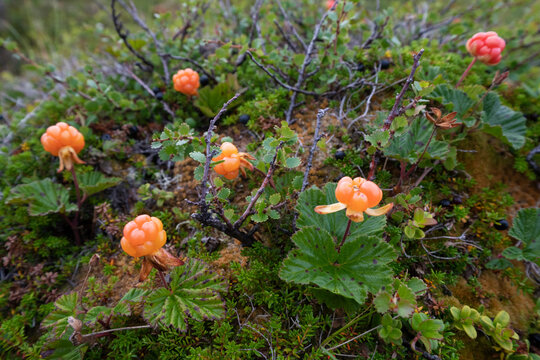 Cloudberry