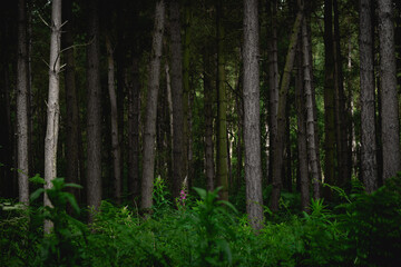 Trees in the forest and vivid grass.