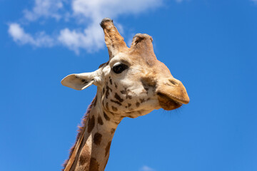 A close up of a giraffe in front of some green trees and blue sky. With space for text.