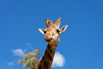 Naklejka na ściany i meble A close up of a giraffe in front of some green trees and blue sky. With space for text.