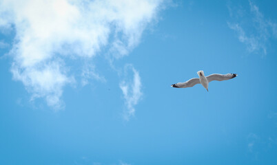 Naklejka premium Seagull flying over sky