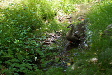 Mandarine duck walking in waterway with mess grass along a canal,mother duck seek for food with ducklings in garden ,Japan.