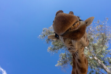 A close up of a giraffe in front of some green trees and blue sky. With space for text.