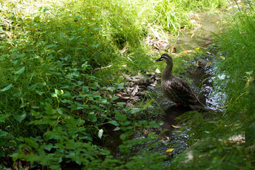 Mother duck walking in waterway with mess grass along a canal,mother duck seek for food with ducklings in garden ,Japan.
