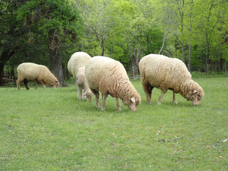 Obraz na płótnie Canvas Sheep outdoors on a farm
