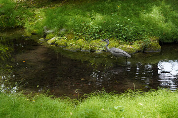 Japanese egret walking in clear waterway,beautiful green grass along canal in garden ,Japan.