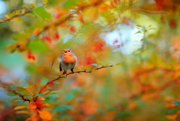 bright robin bird sits on a barberry branch in an autumn garden among golden foliage