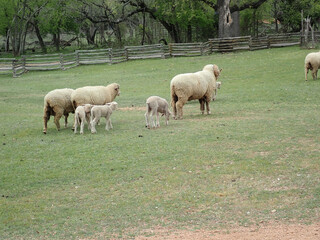 Sheep outdoors on a farm