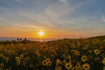 field at sunset