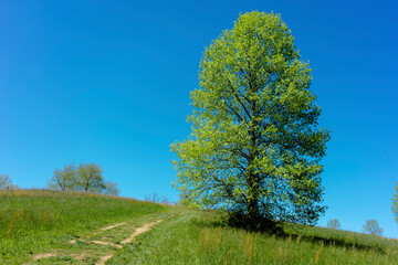 Obraz premium tree in the field