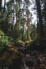 Fototapeta premium Arroyo en el bosque 